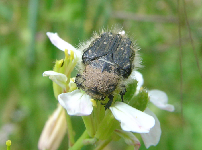 Cetoniidae 5: Oxythyrea funesta e Tropinota squalida